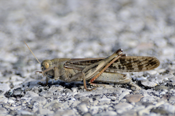 ID Orthoptera 1